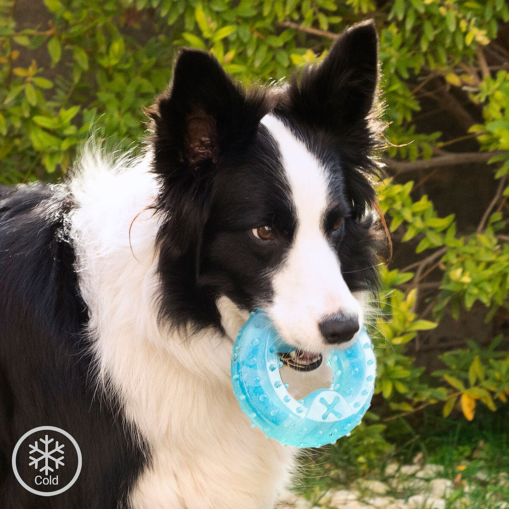 Innovagoods Giocattolo Da Mordere Congelabile Per Animali Domestici 2 In 1 Glubiz Innovagoods