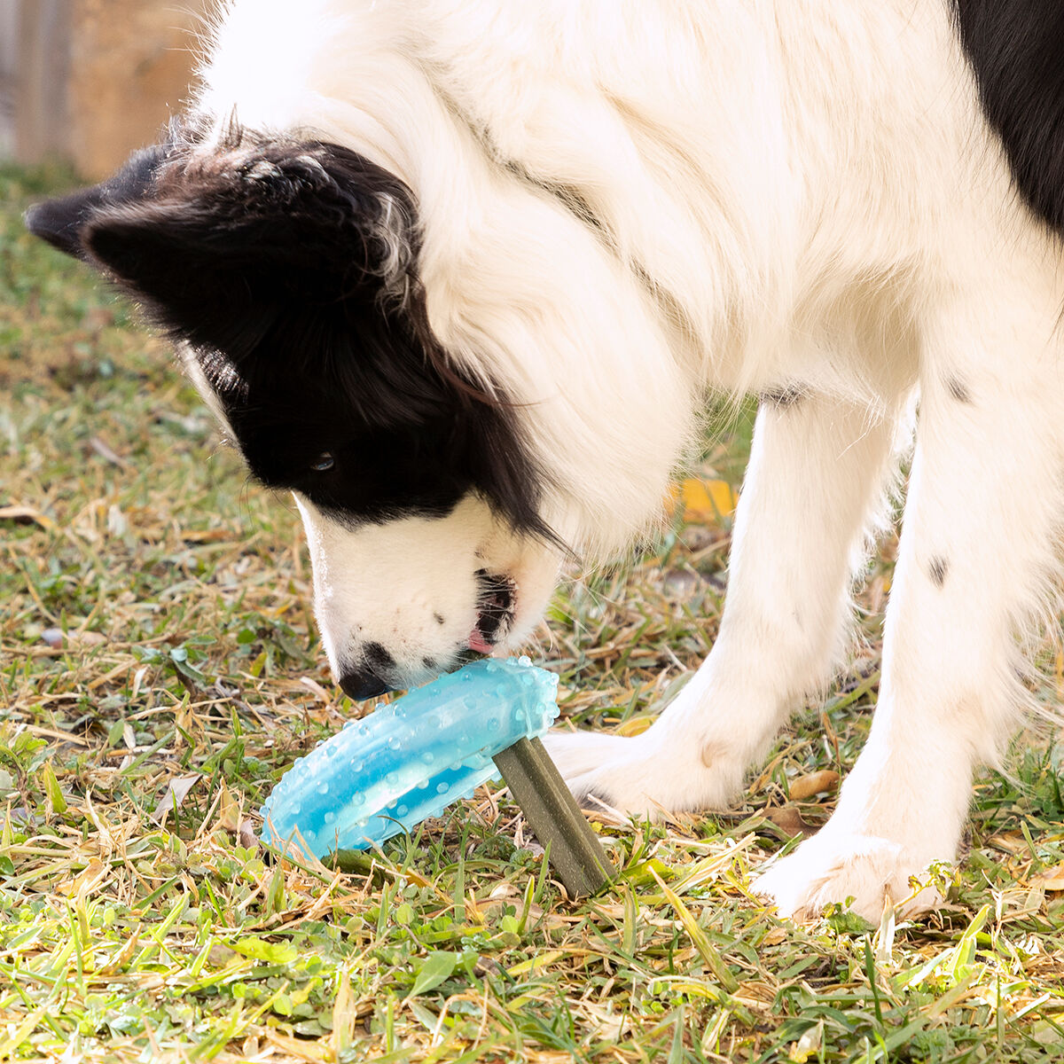 Innovagoods Giocattolo Da Mordere Congelabile Per Animali Domestici 2 In 1 Glubiz Innovagoods
