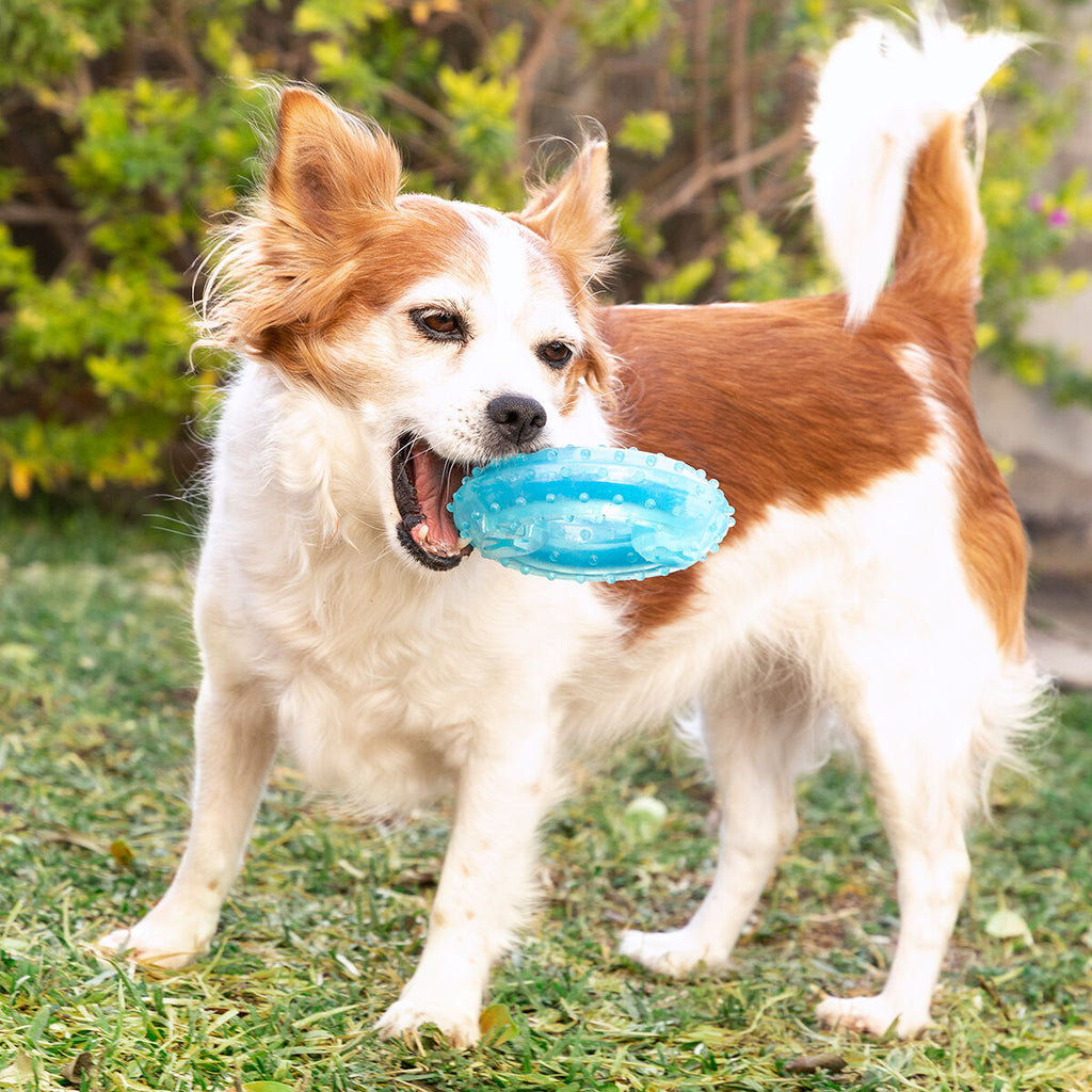 Innovagoods Giocattolo Da Mordere Congelabile Per Animali Domestici 2 In 1 Glubiz Innovagoods