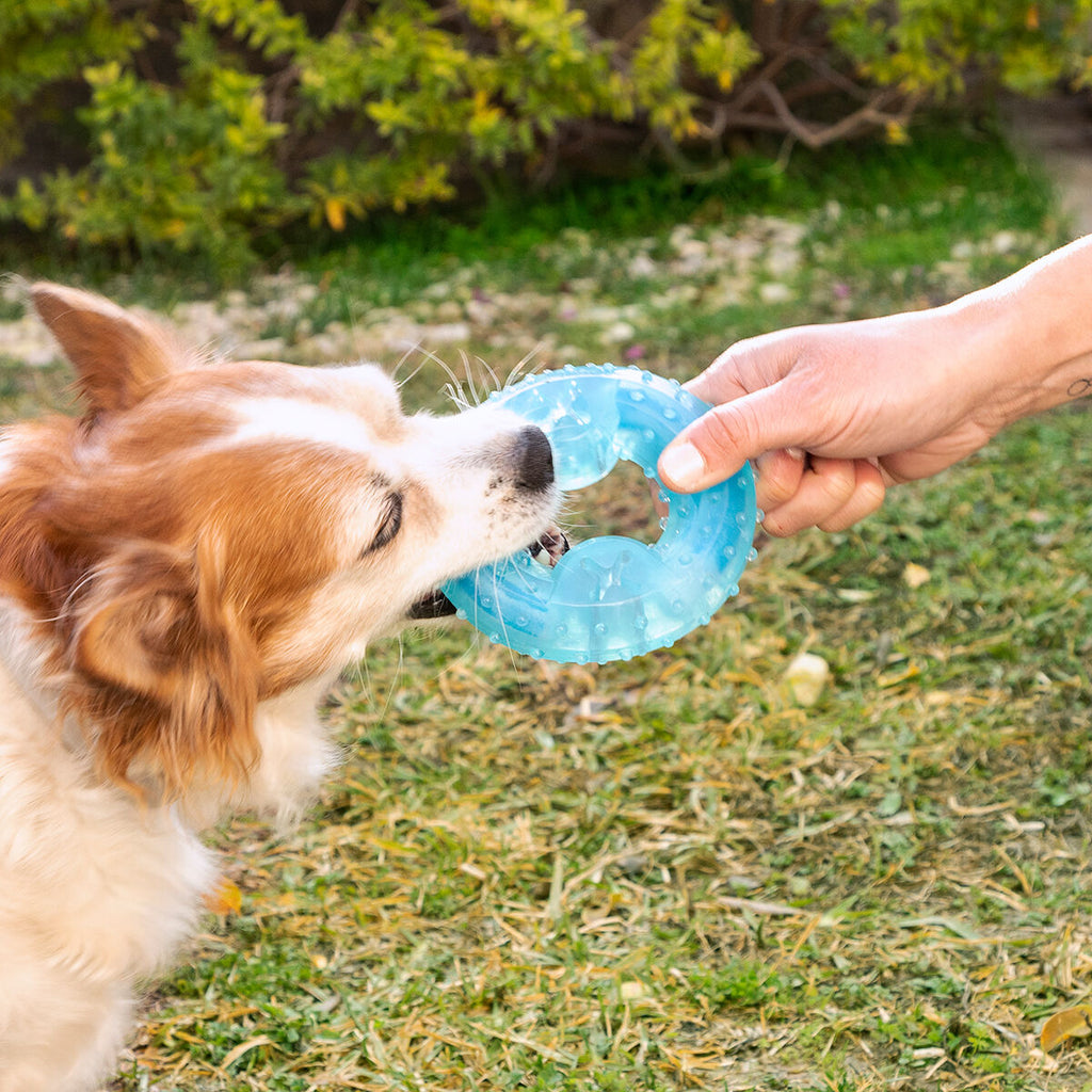 Innovagoods Giocattolo Da Mordere Congelabile Per Animali Domestici 2 In 1 Glubiz Innovagoods
