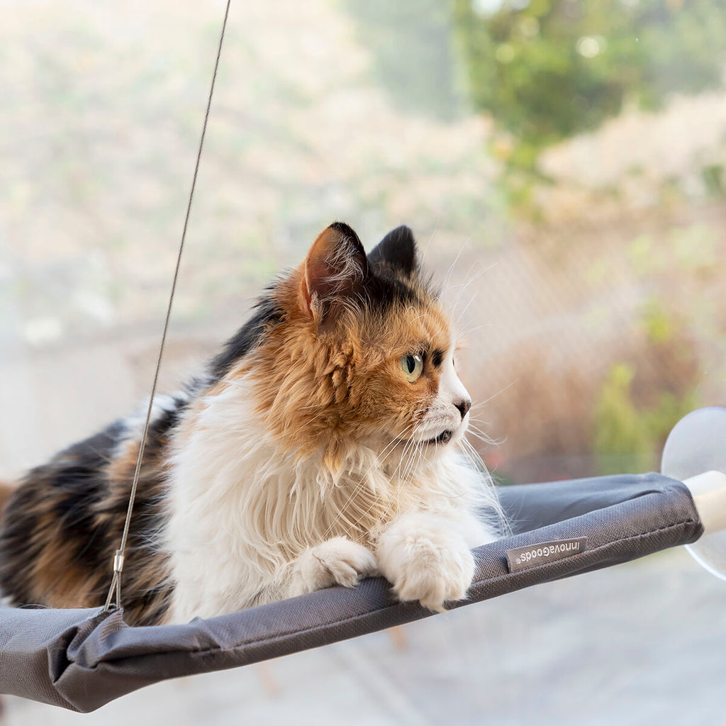 Innovagoods Amaca Pensile Per Gatti Catlax Innovagoods
