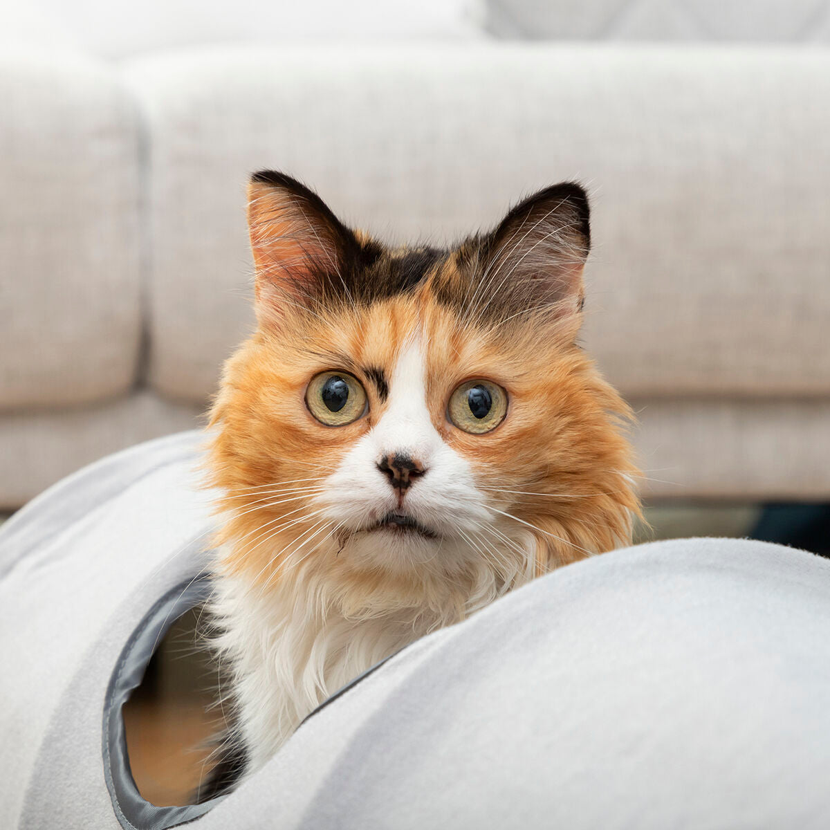 Innovagoods Tunnel Pieghevole Per Animali Domestici Funnyl Innovagoods